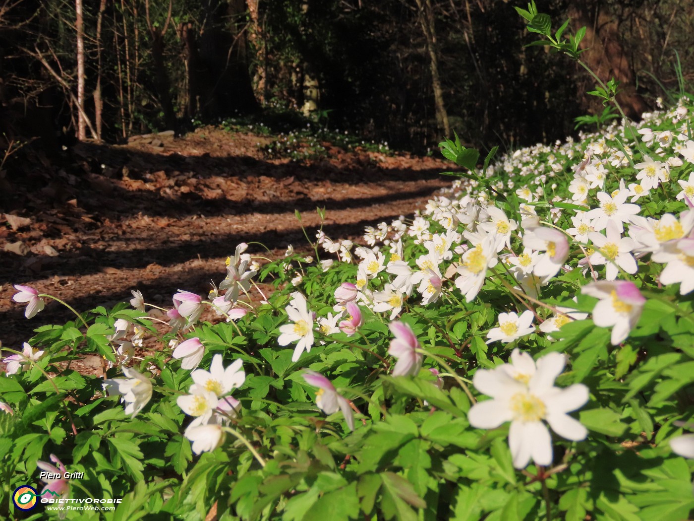 11 Anemoides nemorosa (Anemone dei boschi).JPG